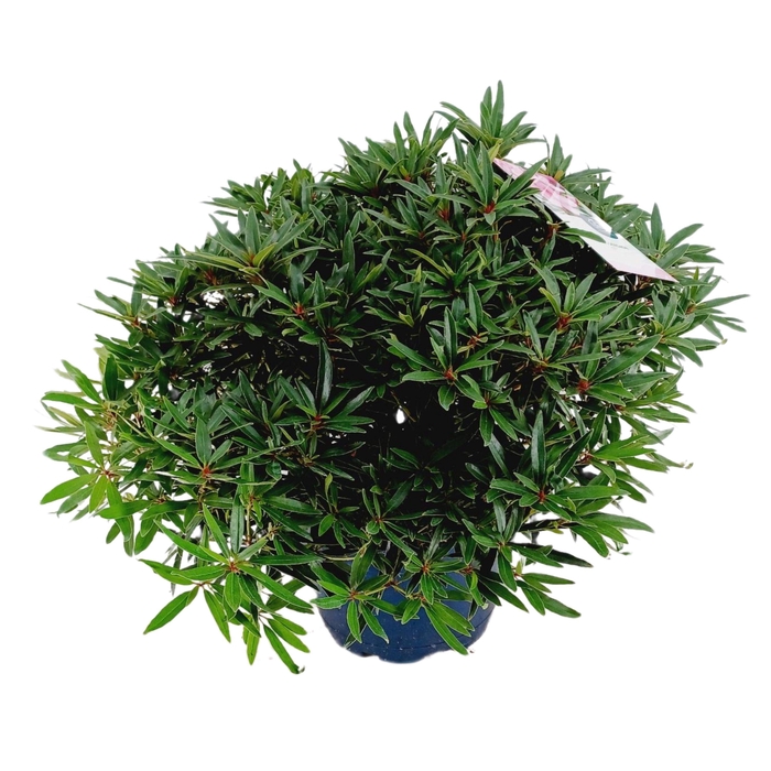 <h4>Rhododendron hybr. 'Graziella' C15 70-80</h4>