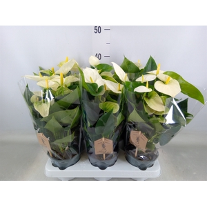 Anthurium andr. 'Cocos'