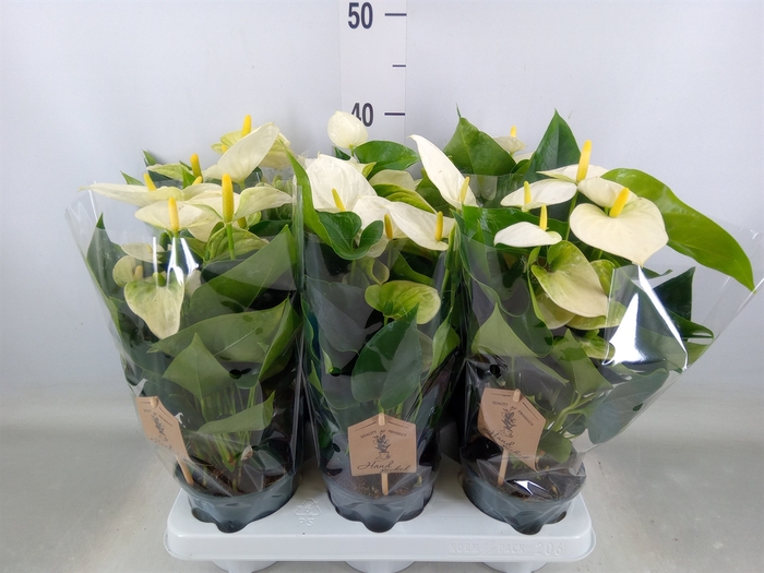 <h4>Anthurium andr. 'Cocos'</h4>