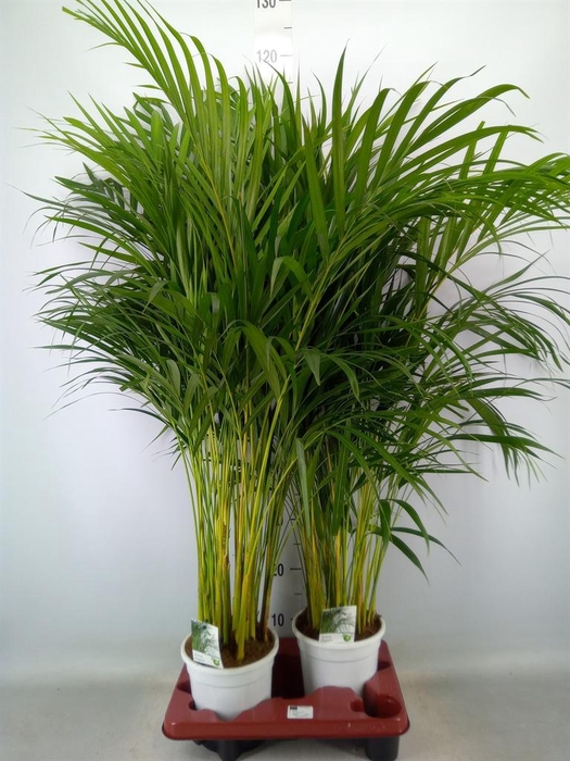 <h4>Dypsis lutescens   ...Chrysalidoca</h4>