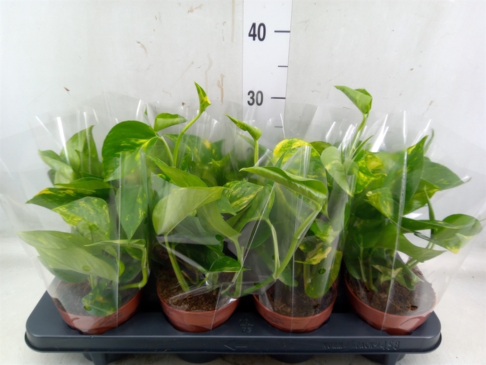 <h4>Epipremnum pinn. 'Aureum'</h4>
