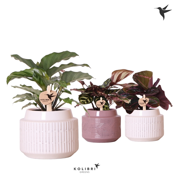 <h4>Kolibri Greens Calathea mix in Maze pot mix</h4>