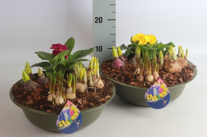 <h4>ARR BOL KNOLGEWAS</h4>