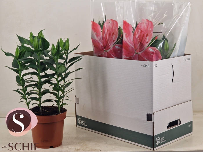 <h4>LIL OR MAGNY COURS</h4>