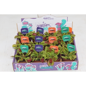 CARNIVORA DIONAEA FLEXX P09