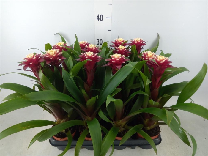 <h4>Guzmania  'Francesca'</h4>