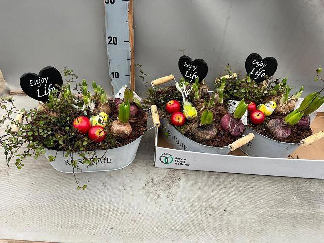 <h4>ARR BOL KNOLGEWAS</h4>