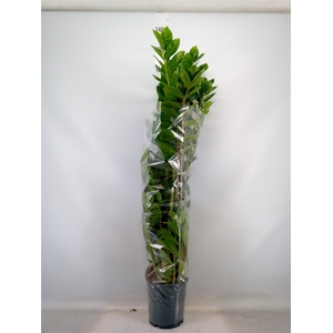 Zamioculcas zamiifolia
