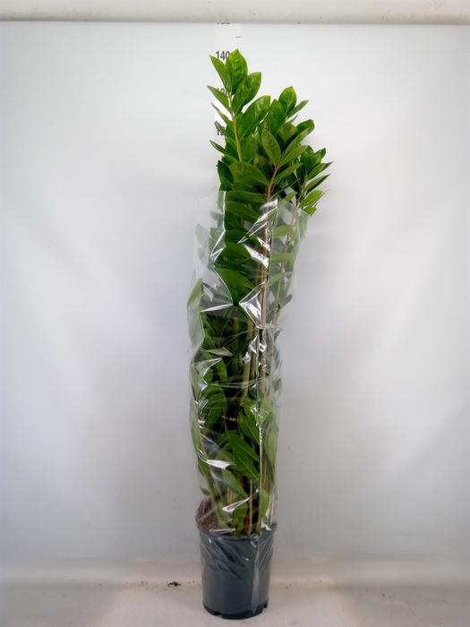 <h4>Zamioculcas zamiifolia</h4>