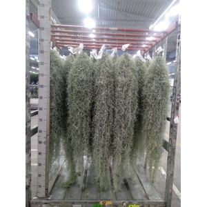 Tillandsia usneoides