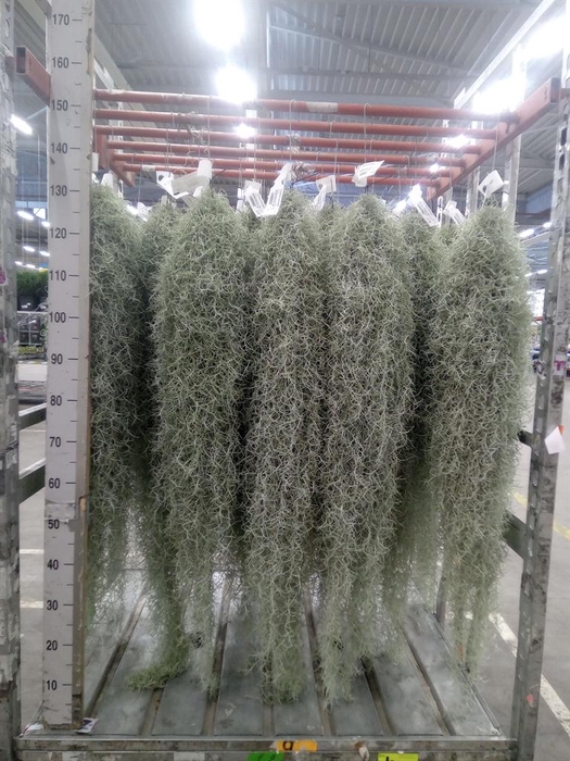 <h4>Tillandsia usneoides</h4>