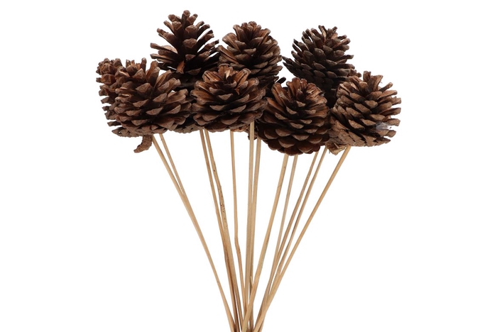 <h4>Pick Nat Pinecone Natural 50cm Ass P/12</h4>