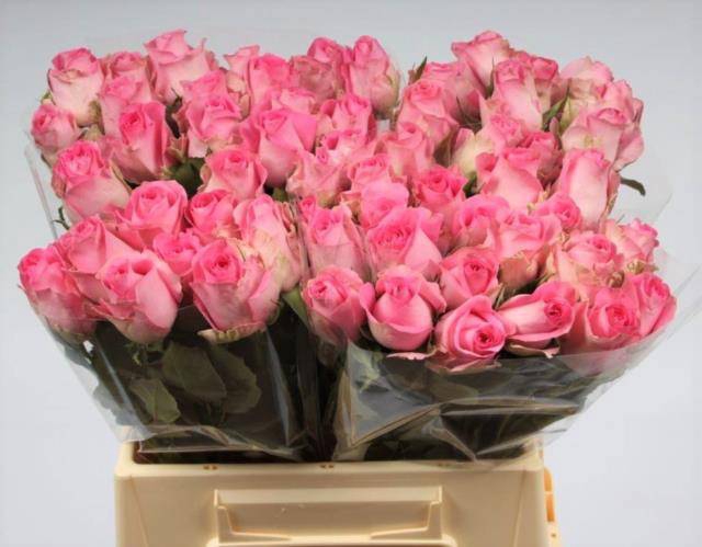 <h4>R GR REVIVAL</h4>