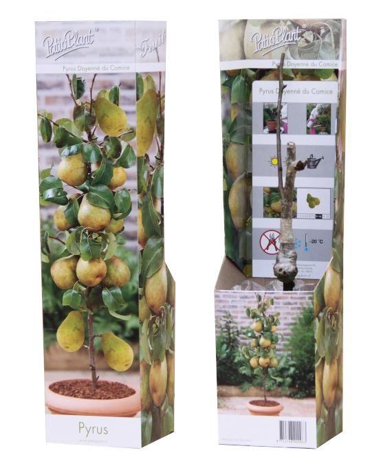 <h4>Pyrus Communis Doyenné du Comice</h4>