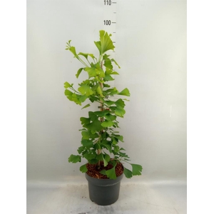 Ginkgo biloba   ...