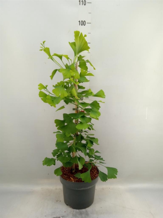 <h4>Ginkgo biloba   ...</h4>