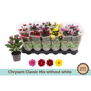 Chrysant Classic Mix - without white