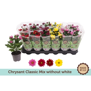Chrysant Classic Mix - without white