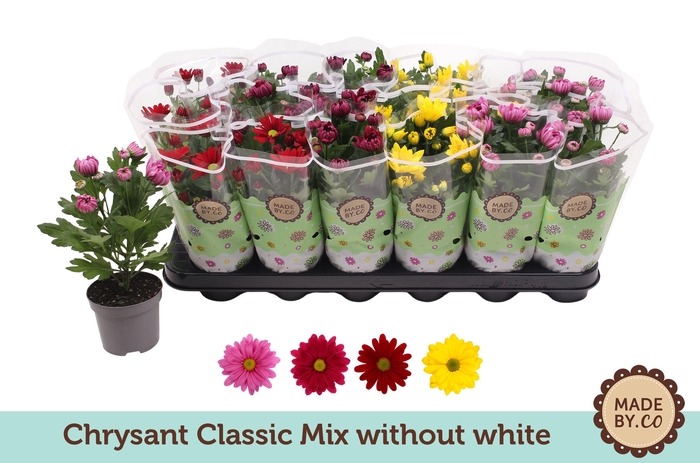 <h4>Chrysant Classic Mix - without white</h4>