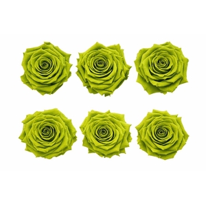 Ro Pres Classic Green Army