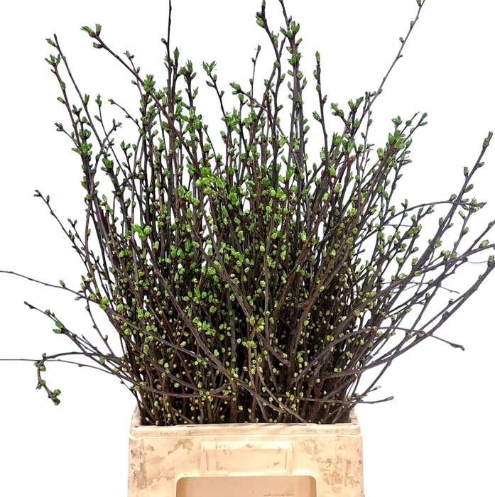 <h4>Kersebloesem P Bos</h4>