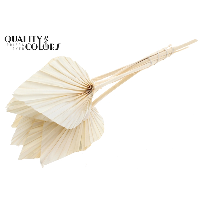 <h4>Palm spear per stem Intense Bleached</h4>