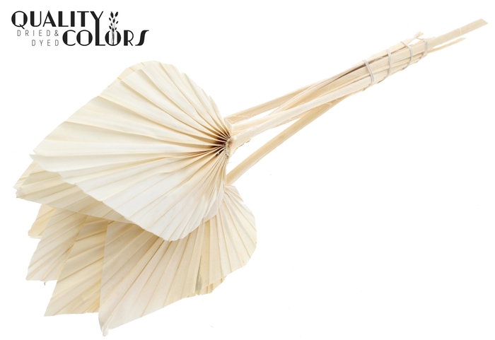 Palm spear per stem Intense Bleached