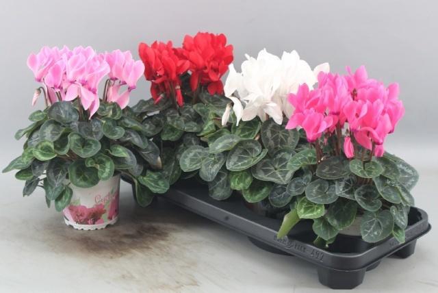 <h4>CYCL GR SUP XL</h4>