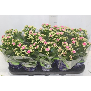 KALANCHOE DOBRADO P11 PINK