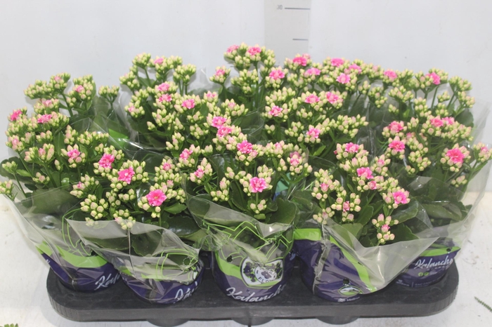 <h4>KALANCHOE DOBRADO P11 PINK</h4>