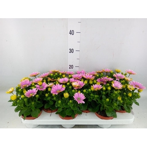 Osteospermum  'Margarita Pink Flar'