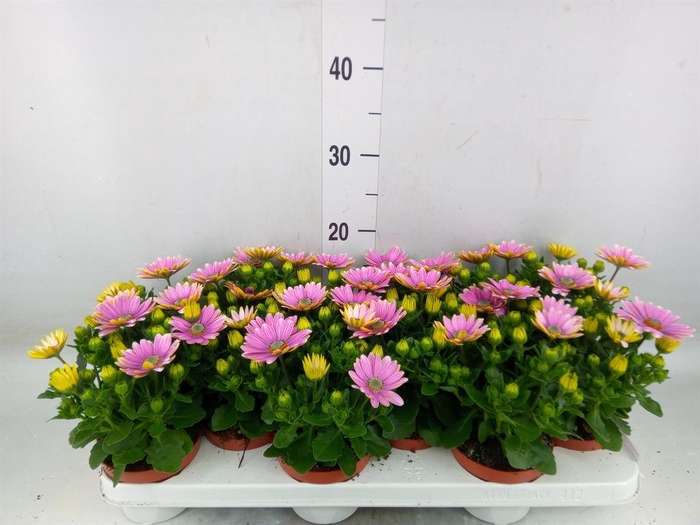 <h4>Osteospermum 'Margarita Pink Flar'</h4>