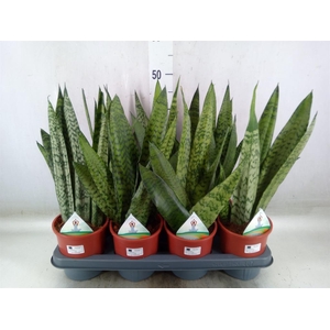 Sansevieria zeylanica