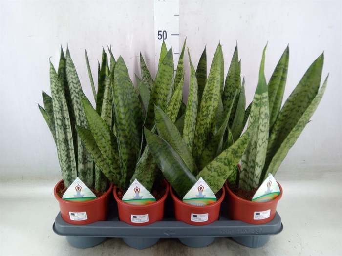 <h4>Sansevieria zeylanica</h4>