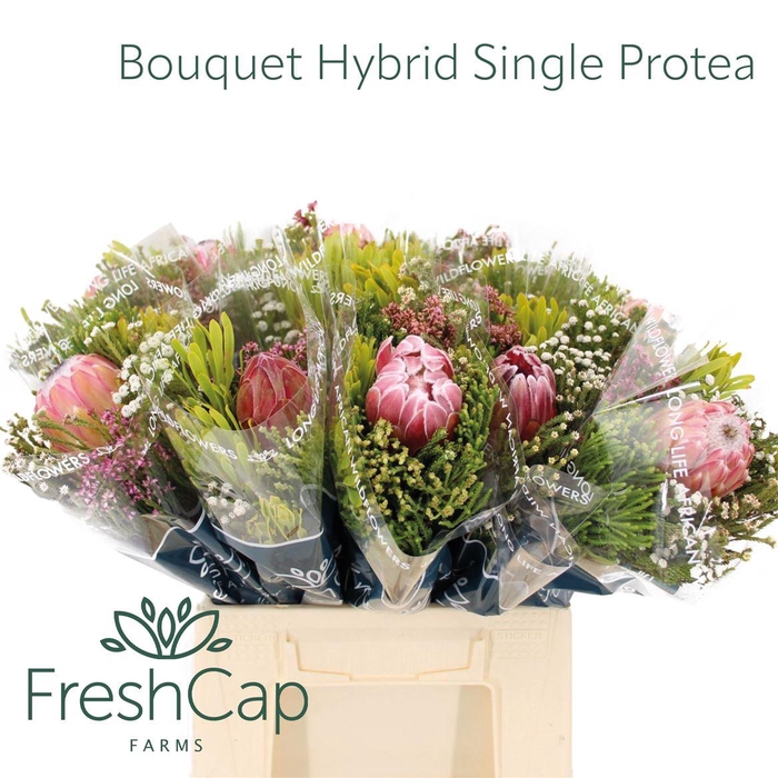 <h4>Bouquet Hybrid Single Protea</h4>