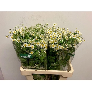 TANA PA SINGLE VEGMO