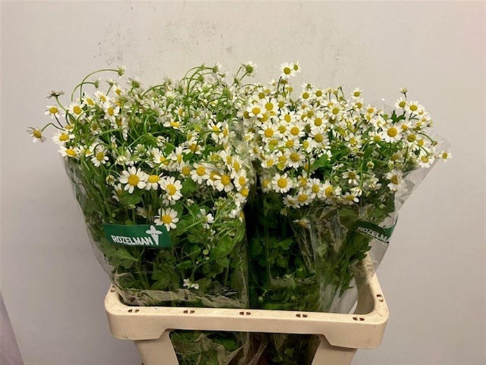 <h4>TANA PA SINGLE VEGMO</h4>