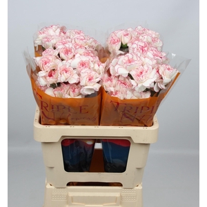 DI ST PASTEL DAMASCU