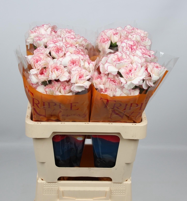 <h4>DI ST PASTEL DAMASCU</h4>