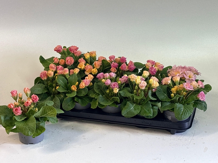 <h4>PRIM AC BELLEROSE</h4>