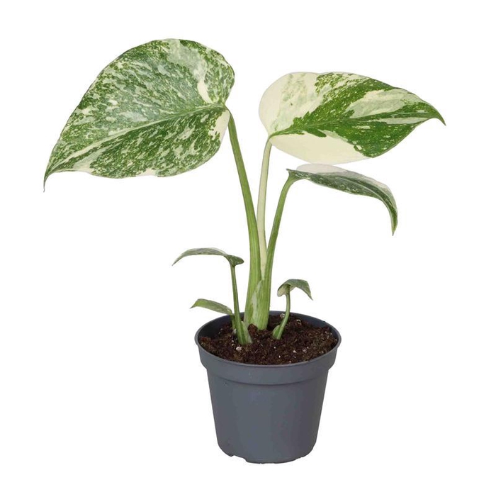 <h4>MONSTERA DELICIOSA P6</h4>