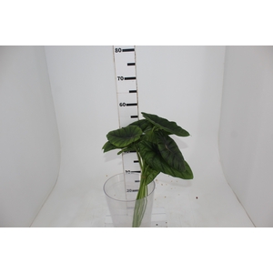 FOLHAGEM ALOCASIA BORNEENSIS 040 CM
