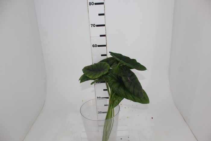 <h4>FOLHAGEM ALOCASIA BORNEENSIS 040 CM</h4>
