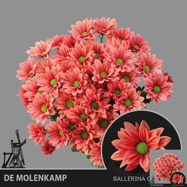 <h4>CHR T BALLER CHERRY</h4>