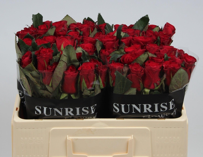 <h4>R GR RED TACAZZI+</h4>