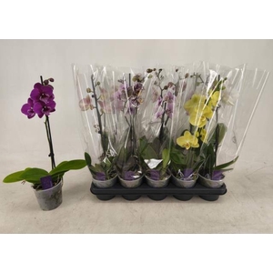 PHAL GEM