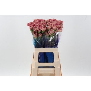 Di St Vortex hi 60cm