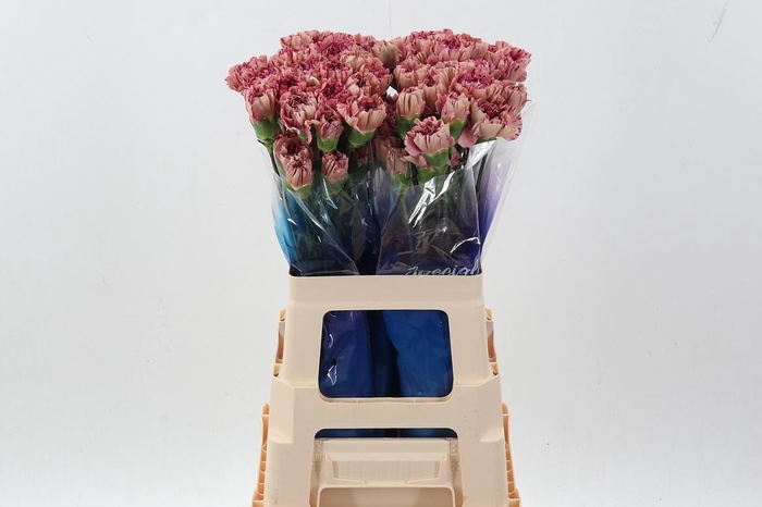 <h4>Di St Vortex hi 60cm</h4>