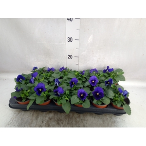 Viola wr. 'Delta Blue wBlotch'