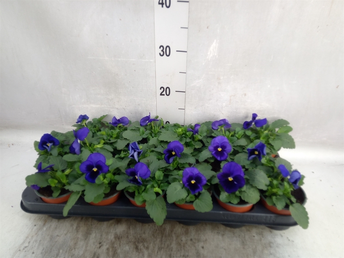 <h4>Viola wr. 'Delta Blue wBlotch'</h4>